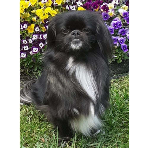 Mr.Pet spletna trgovina