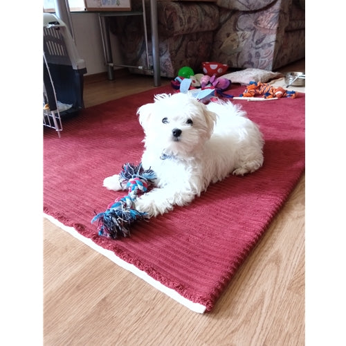 Mr.Pet spletna trgovina