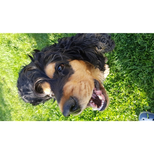 Mr.Pet spletna trgovina