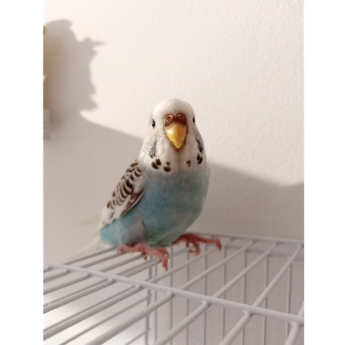 Mr.Pet spletna trgovina