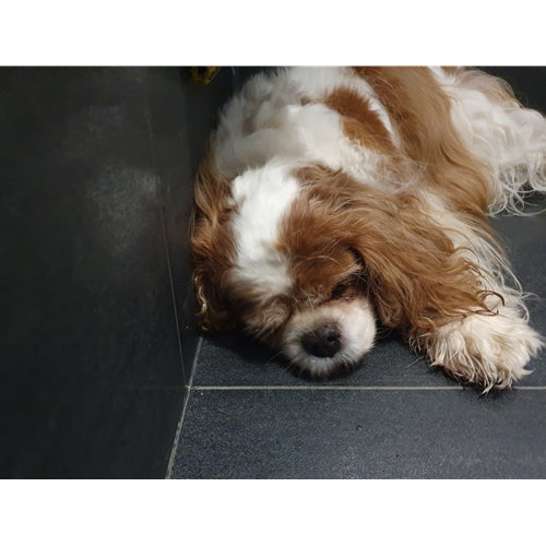 Spletna trgovina Mr.Pet