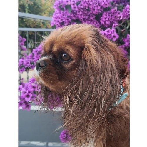 Mr.Pet spletna trgovina