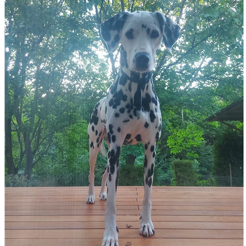 Mr.Pet spletna trgovina