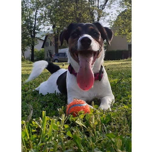 Mr.Pet spletna trgovina