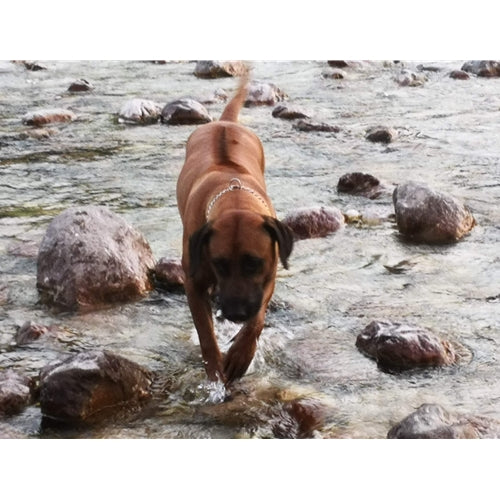 Mr.Pet spletna trgovina