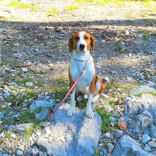 Mr.Pet spletna trgovina