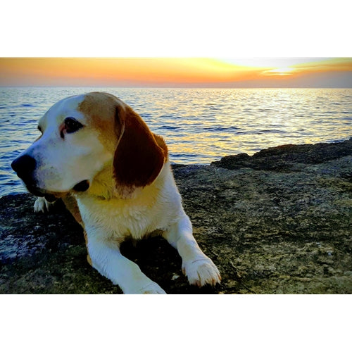 Mr.Pet spletna trgovina