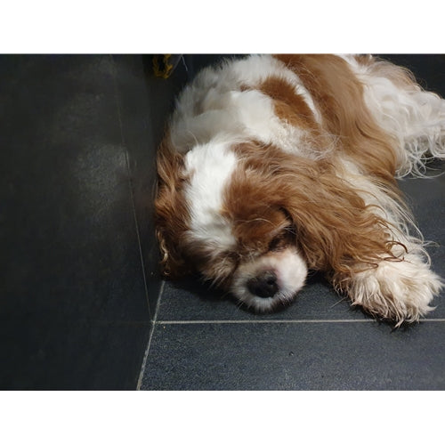 Spletna trgovina Mr.Pet