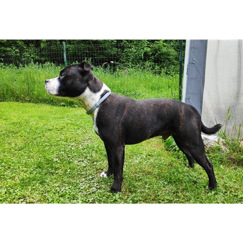 Mr.Pet spletna trgovina