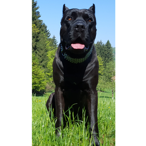 Mr.Pet spletna trgovina