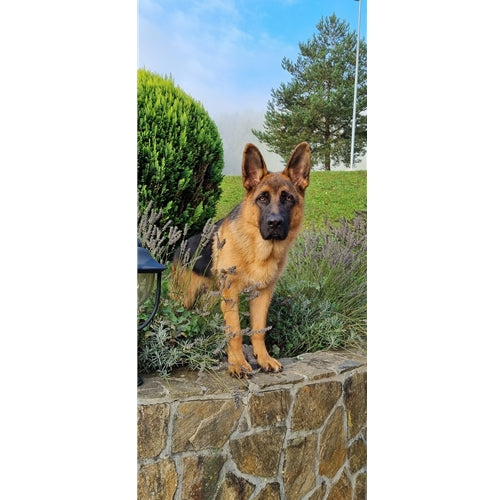 Spletna trgovina Mr.Pet