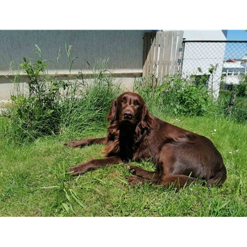 Mr.Pet spletna trgovina