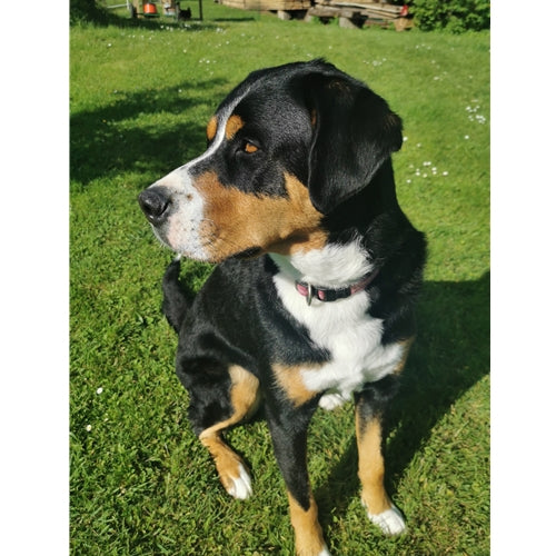 Mr.Pet spletna trgovina
