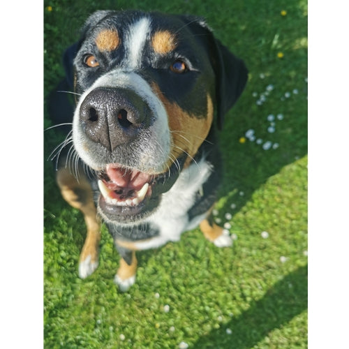 Mr.Pet spletna trgovina