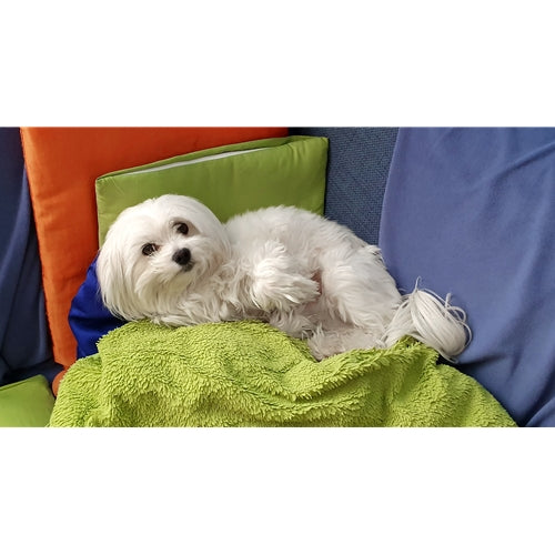 Mr.Pet spletna trgovina