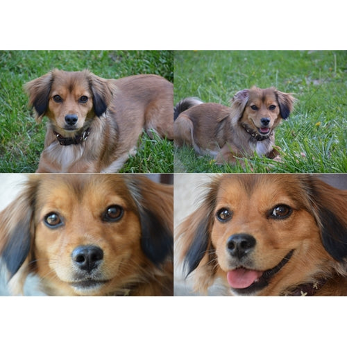 Mr.Pet spletna trgovina