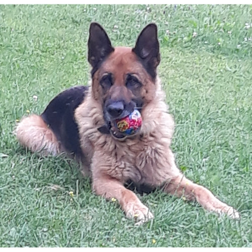 Mr.Pet spletna trgovina