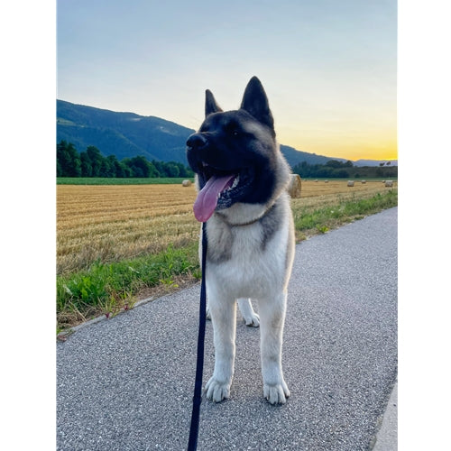 Mr.Pet spletna trgovina
