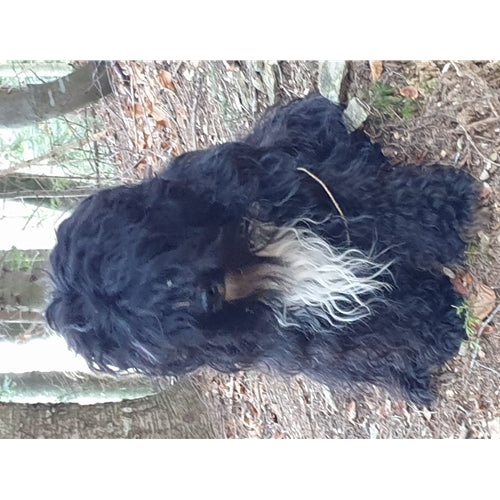 Mr.Pet spletna trgovina