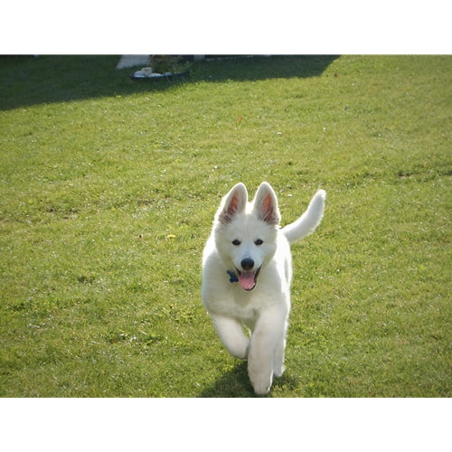 Mr.Pet spletna trgovina