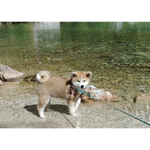 Mr.Pet spletna trgovina