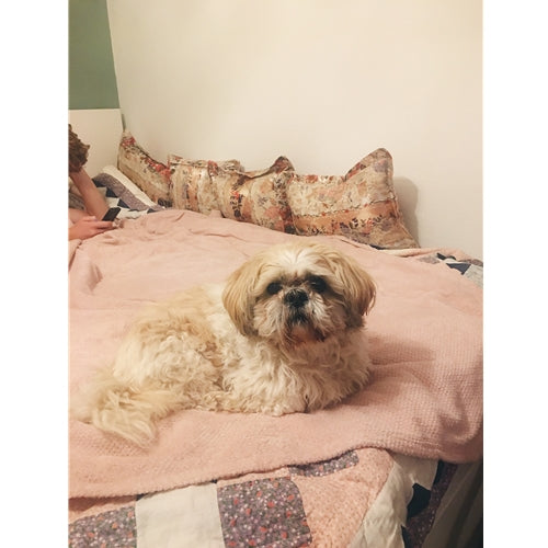 Mr.Pet spletna trgovina