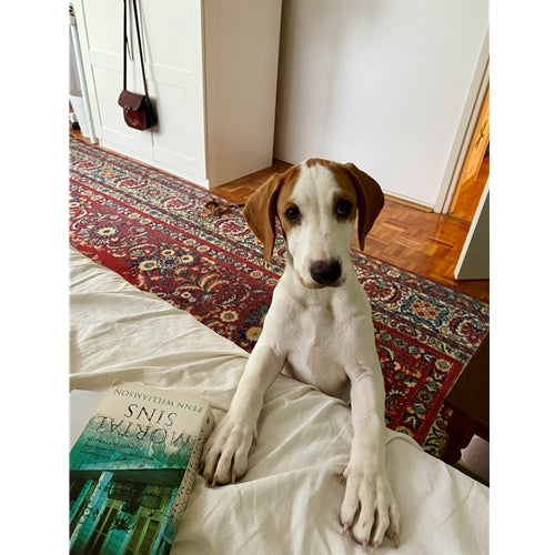 Spletna trgovina Mr.Pet