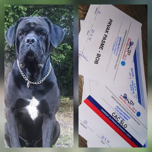 Mr.Pet spletna trgovina