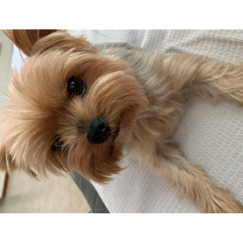 Mr.Pet spletna trgovina