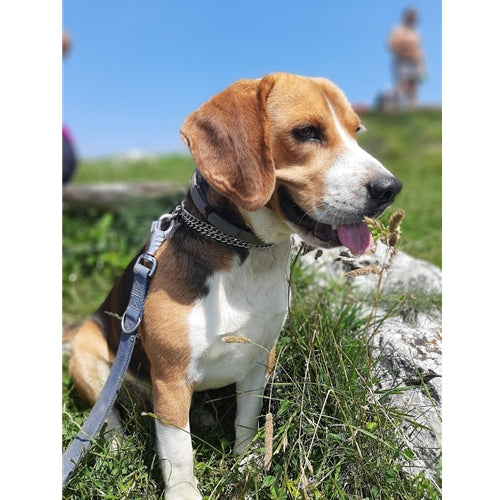 Mr.Pet spletna trgovina