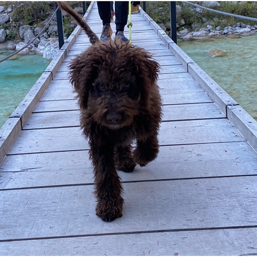 Spletna trgovina Mr.Pet