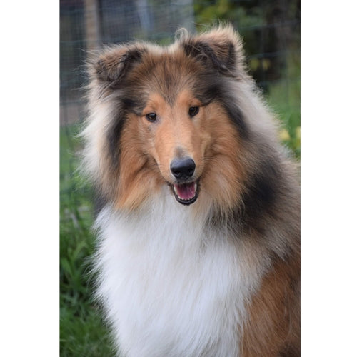 Mr.Pet spletna trgovina