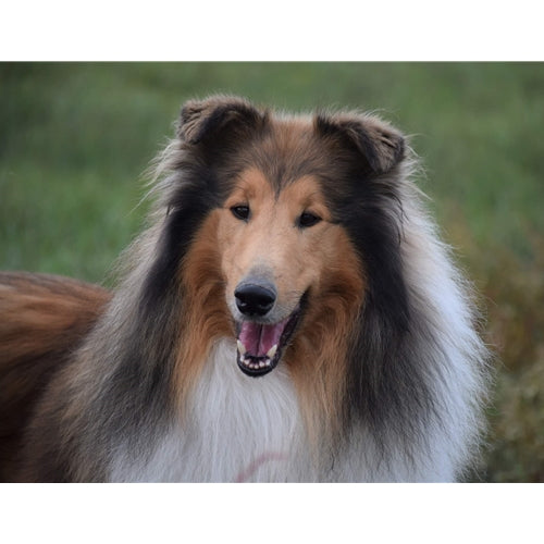 Mr.Pet spletna trgovina