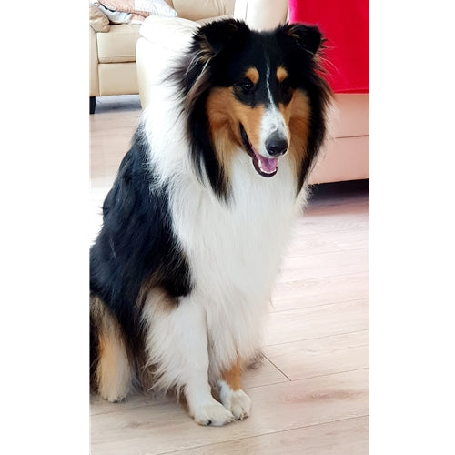 Mr.Pet spletna trgovina