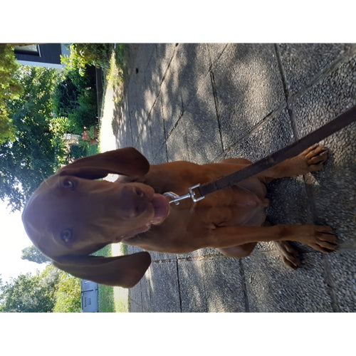 Mr.Pet spletna trgovina