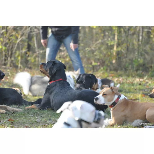 Spletna trgovina Mr.Pet