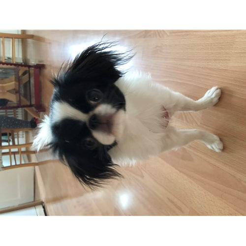 Mr.Pet spletna trgovina