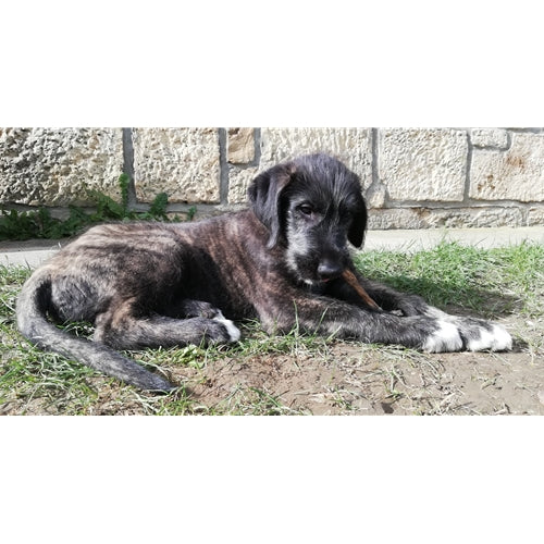 Mr.Pet spletna trgovina