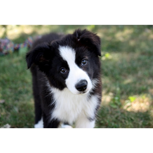 Mr.Pet spletna trgovina