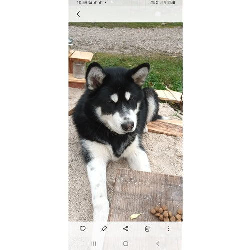 Mr.Pet spletna trgovina