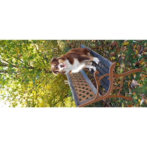 Mr.Pet spletna trgovina