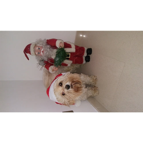 Mr.Pet spletna trgovina