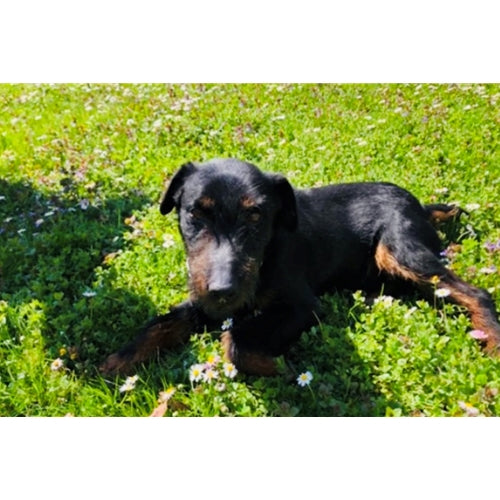 Mr.Pet spletna trgovina