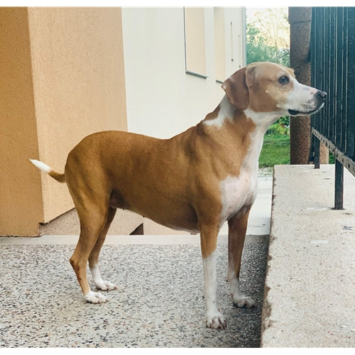Mr.Pet spletna trgovina