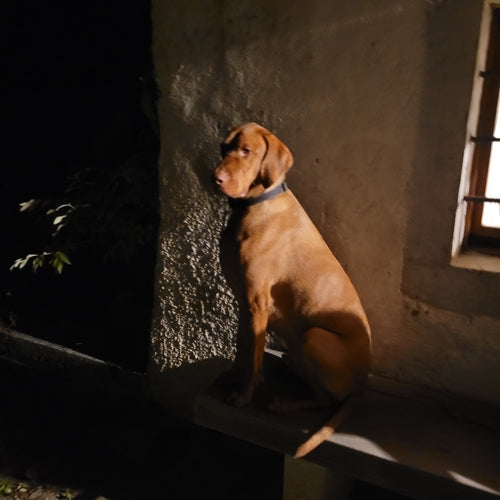 Mr.Pet spletna trgovina