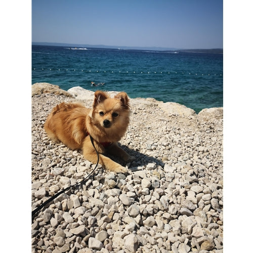 Mr.Pet spletna trgovina