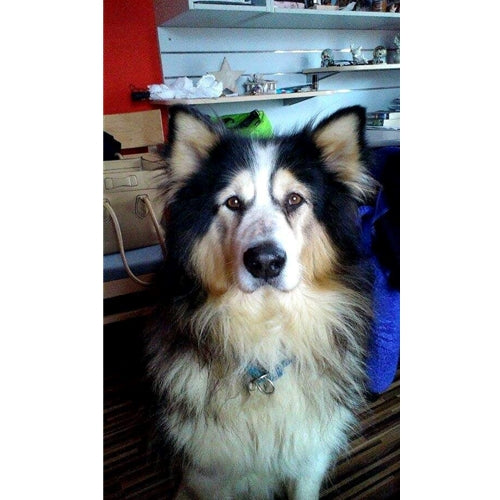 Mr.Pet spletna trgovina