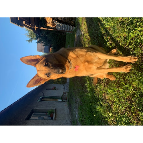 Mr.Pet spletna trgovina