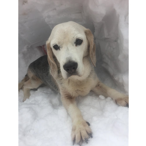 Mr.Pet spletna trgovina