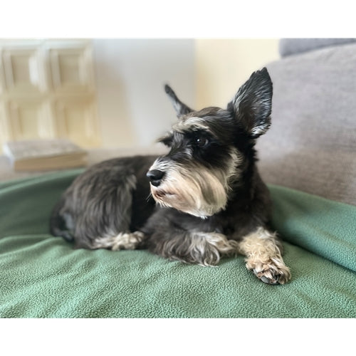 Mr.Pet spletna trgovina